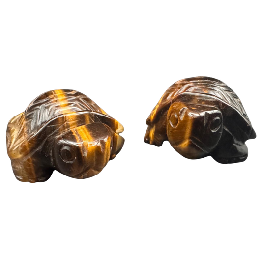 Schildkröte Tigerauge