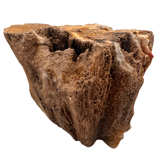 Versteinertes Holz - Sammlerstück