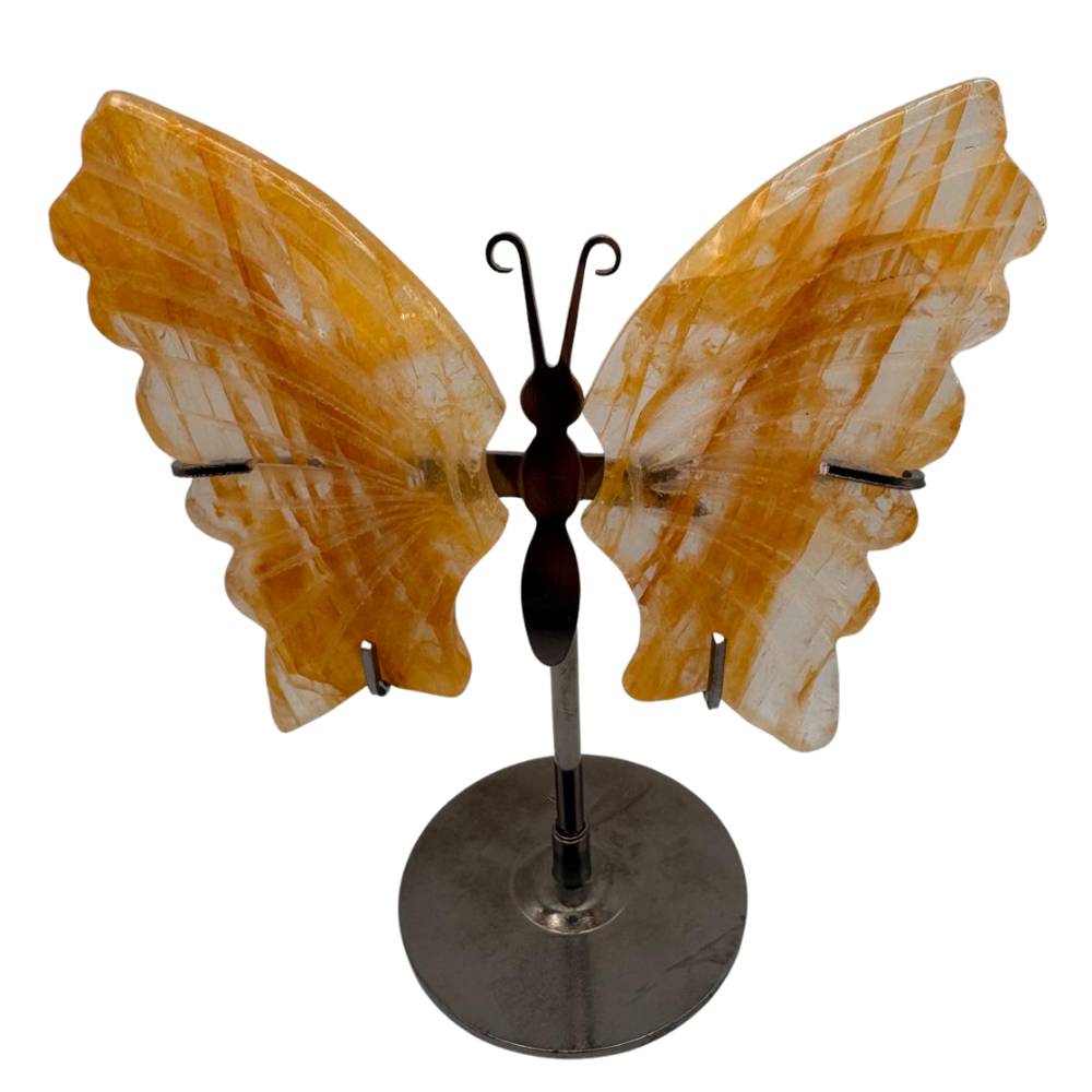 Citrin Schmetterling