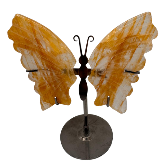 Citrin Schmetterling