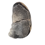 Drachenei Septarien - ca. 1,7 Kilo