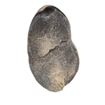 Drachenei Septarien - ca. 1,7 Kilo