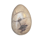 Drachenei Septarien - ca. 1,7 Kilo