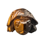 Schildkröte Tigerauge