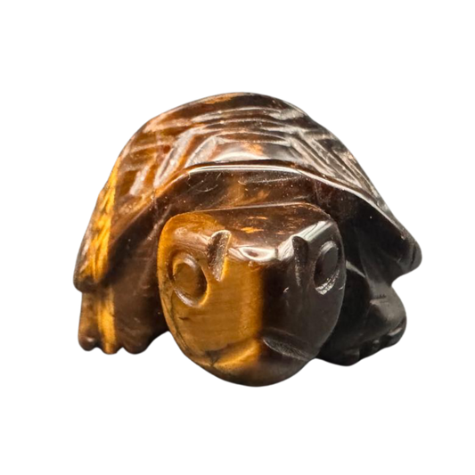 Schildkröte Tigerauge