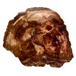 Versteinertes Holz