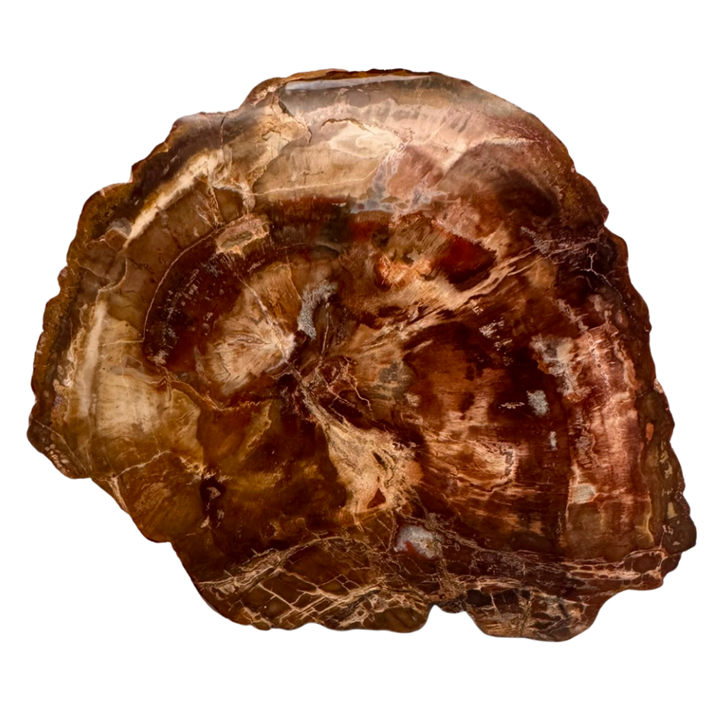 Versteinertes Holz