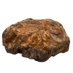 Versteinertes Holz