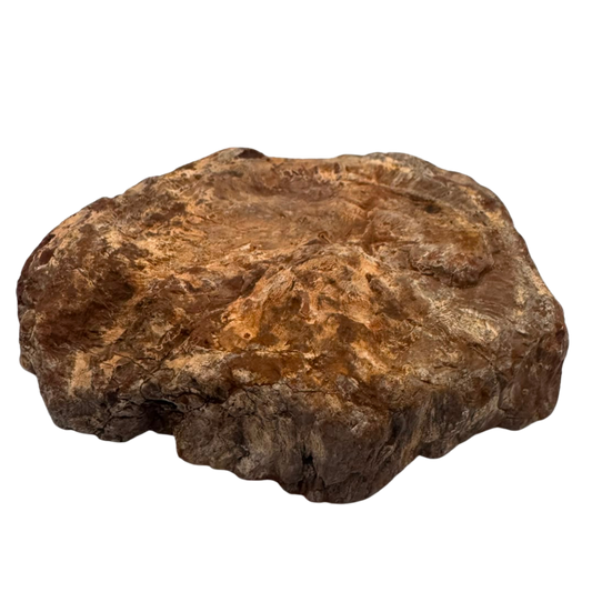 Versteinertes Holz