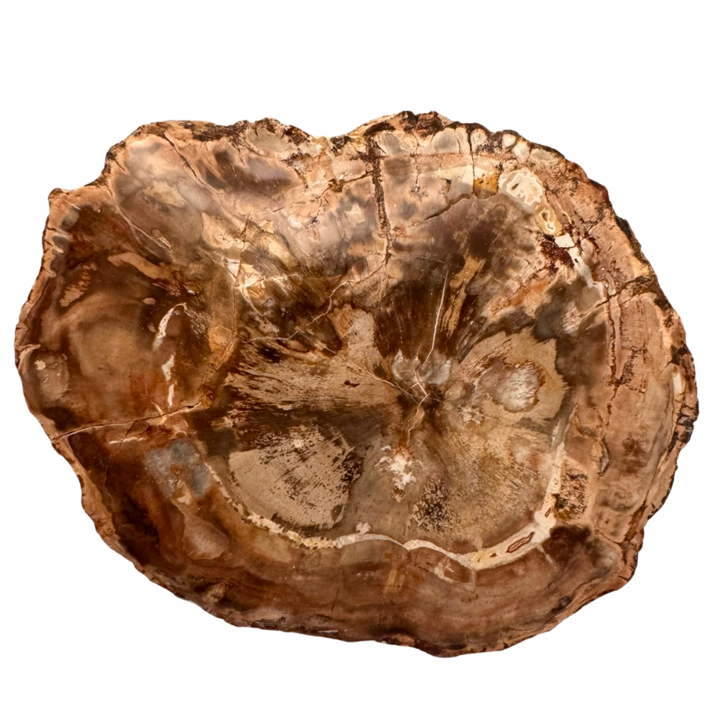 Versteinertes Holz
