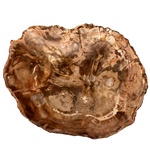 Versteinertes Holz