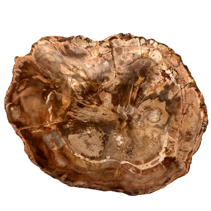 Versteinertes Holz
