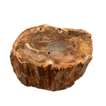 Versteinertes Holz