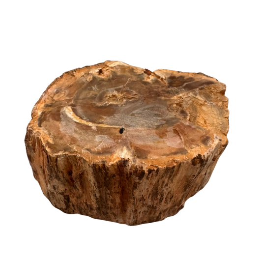 Versteinertes Holz