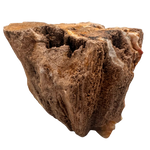 Versteinertes Holz - Sammlerstück