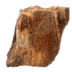 Versteinertes Holz - Sammlerstück