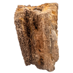 Versteinertes Holz - Sammlerstück