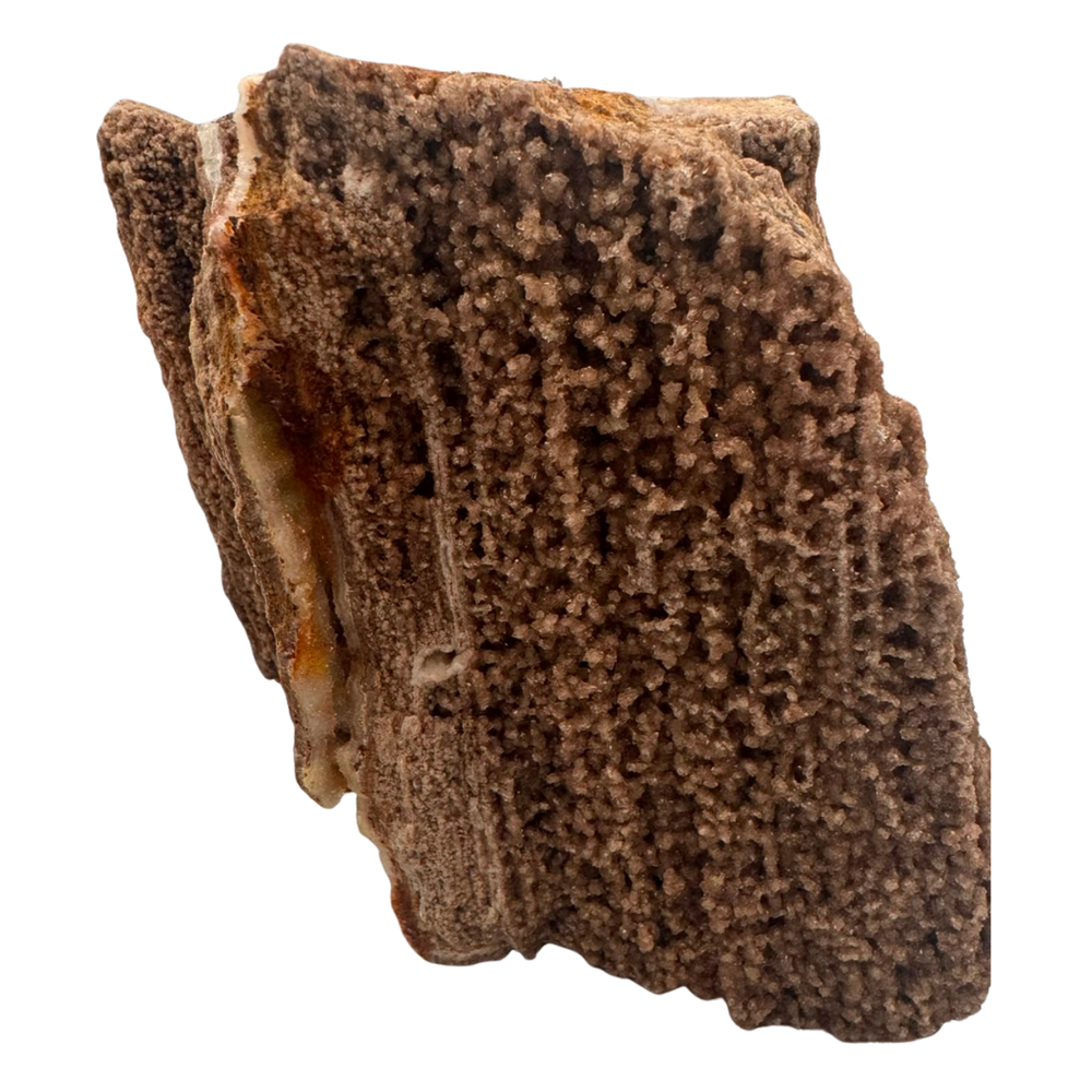Versteinertes Holz - Sammlerstück