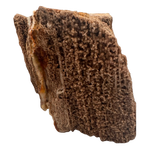 Versteinertes Holz - Sammlerstück