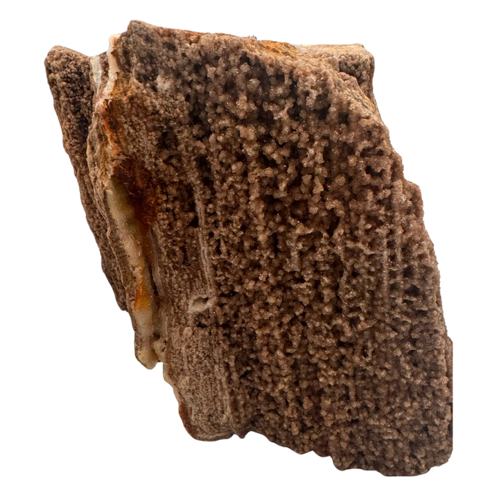 Versteinertes Holz - Sammlerstück