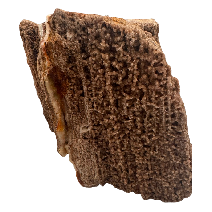 Versteinertes Holz - Sammlerstück
